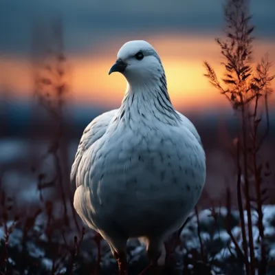 Скачать 1280x720 белая, куропатка, птица, снег обои, картинки hd, hdv, 720p