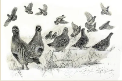 мультфильм птица PNG рисунок, картинки и пнг прозрачный для бесплатной  загрузки | Pngtree
