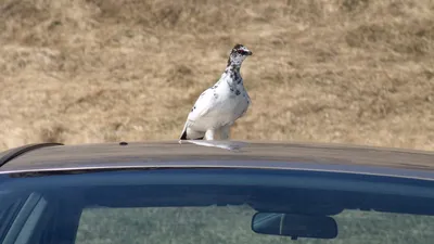 Отряд Куриные (Galliformes) (А. В. Михеев) [1970 - - Жизнь животных. Том 5.  Птицы]