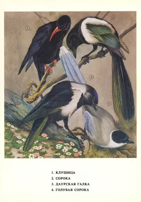 Птица-сорока с письмом на ветке дуба. чернила черно-белый рисунок | Премиум  Фото