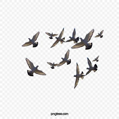 Иконка мультфильма "сорока" изображение дикой летающей птицы в комическом  стиле ручной рисунок изолированного линейного изображения для отпечатков  дизайнов карт веб и мобильный клипарт | Премиум векторы