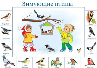 ПОДРОД МАСКОВЫЕ (ГИМАЛАЙСКИЕ) СНЕГИРИ (MASKED BULLFINCHES) | 