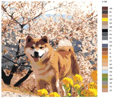 Картина по номерам Y-165 "Сиба-ину под сакурой. Собака" 40x40 - купить с  доставкой по выгодным ценам в интернет-магазине OZON (470245323)