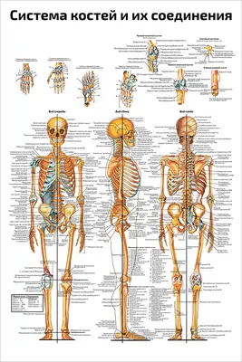 Плакат обучающий А2 ламинир. Скелет человека и система костей анатомический  457x610 мм - купить с доставкой по выгодным ценам в интернет-магазине OZON  (346075550)