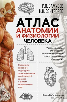 Анатомия лица человека: кровеносная и нервная системы (плакат) ᐈ купить по  низкой цене в интернет-магазине VSALON24