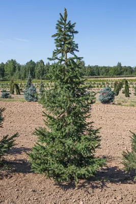 Ель обыкновенная (Picea abies) купить по цене 1500 рублей от питомника  саженцев и растений Центросад | Фото и консультация по уходу