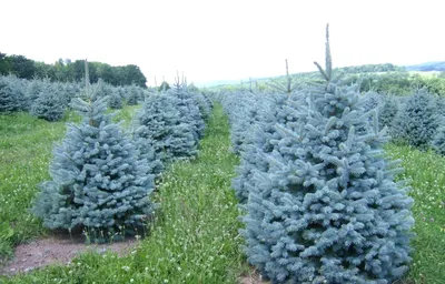 Искусственная елка Ель естественная - Рождественские украшения FairyTrees