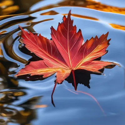 Рыжий кленовый лист, вода, отражение…» — создано в Шедевруме