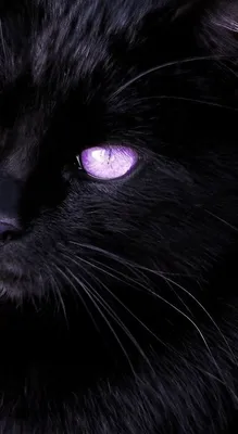 Картинку кошка с фиолетовыми глазами 58 картинок