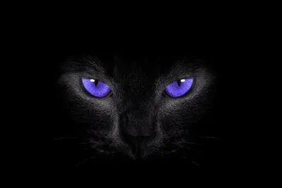 Чёрный кот с красными глазами - красивые заставки на рабочий стол, тема -  животные.