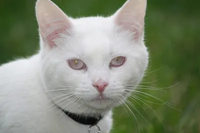 Скачать фотообои для рабочего стола: рыжий кот с красными глазами, кошки,  фото