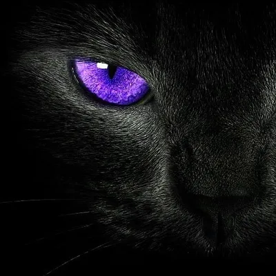Кошка с фиолетовыми глазами смотрит …» — создано в Шедевруме