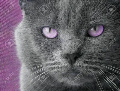 Кошки с фиолетовыми глазами - фото и картинки 
