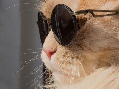 Картина кот ученый рыжий кот в очках маслом в интернет-магазине Ярмарка  Мастеров по цене 2250 ₽ – QMQDYBY | Картины, Екатеринбург - доставка по  России