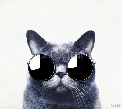 Фотообои Крутой кот в очках артикул Anm-160 купить в Оренбург|;|9 |  интернет-магазин ArtFresco