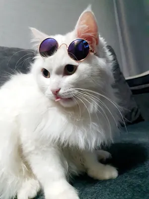 Я с вами на Багамы: кот в солнцезащитных очках развеселил Сеть - видео -  , Sputnik Казахстан