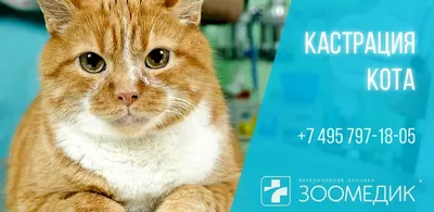 Кошки и коты. Факты и информация о котах и кошках