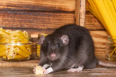 Торжество серости. Интересные факты и мифы о жизни и повадках крыс |  Природа | Общество | Аргументы и Факты