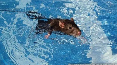 Крысы замороженные бегунки 50-60г, 10-12см купить в Планете экзотики