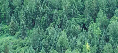 Лиственный лес — Википедия