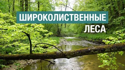 Самые невероятные леса в мире: фотоподборка - Новости в мире - Тренды