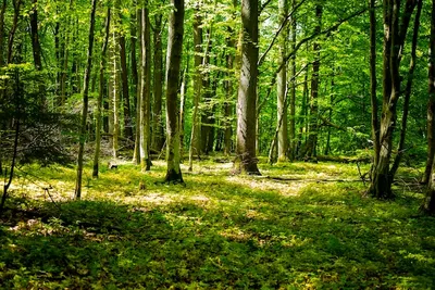 Широколиственный лес (58 фото) - 58 фото