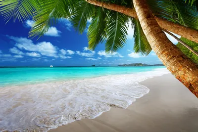 Море пляж пальмы (68 фото) - 67 фото