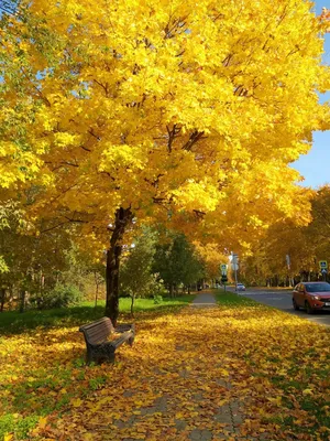 Фото золотая осень, золотая осень в Пушкине | Пригороды Петербурга