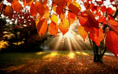 Осень золотая солнце ветер» — создано в Шедевруме