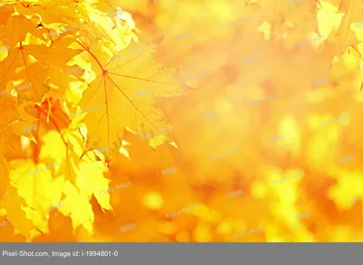 Фото золотая осень, золотая осень в Пушкине | Пригороды Петербурга