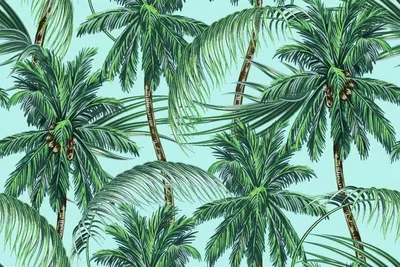Пальма: фото и описание растения, как ухаживать, основные проблемы и  вредители