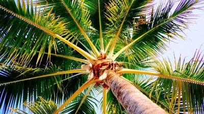 Обои пальмы - 58 фото