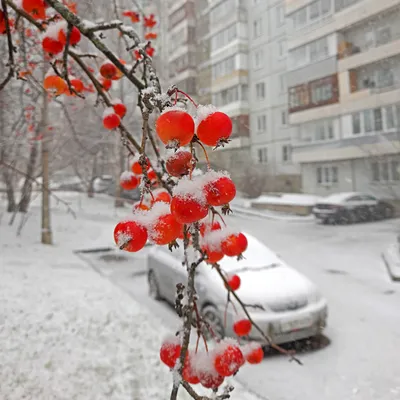 Первый снег. Танка (Татьяна Верно) / Стихи.ру