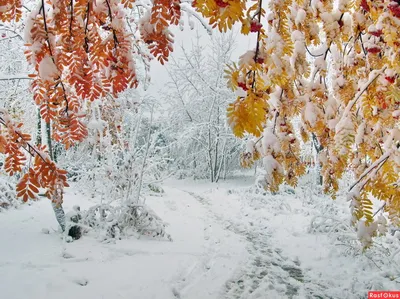 ПЕРВЫЙ СНЕГ