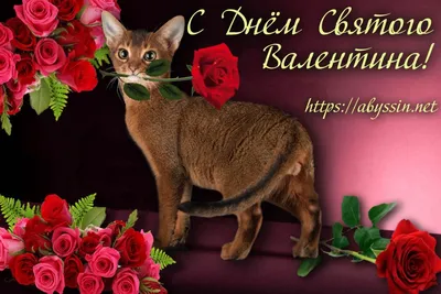 С праздником святого Валентина всех! | Питомник кошек