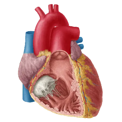 вектор сердце любви PNG , значки сердца, любовные иконки, сердце PNG  картинки и пнг рисунок для бесплатной загрузки