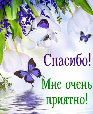 Открытка с именем Оксаночка Спасибо за поздравления. Открытки на каждый  день с именами и пожеланиями.