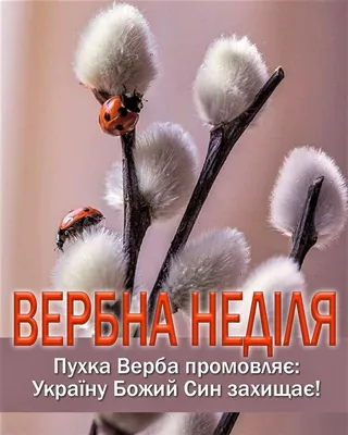 Вербна неділя, Вербное воскресенье | Easter time, Phone wallpaper, Happy  birthday