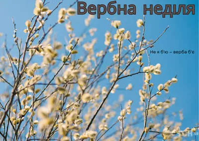 Вербна неділя: історія, прикмети та віршовані вітання зі святом