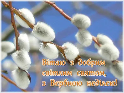 вербна #неділя #котики #верба #вітання #листівка | Easter time, Postcard,  Greetings