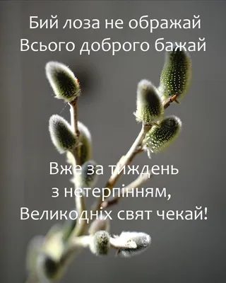 Вербна неділя. Найкращі привітання, традиції і прикмети - НТА