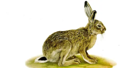 К чему снится заяц по соннику: толкование снов про зайца по сонникам  Миллера, Ванги, Фрейда, Лоффа