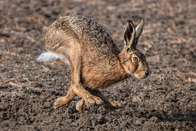 Чем заяц отличается от кролика? | Вокруг Света