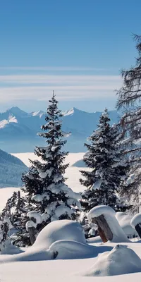 зима дерево, снег природа, красивая зима, зима, природа зима