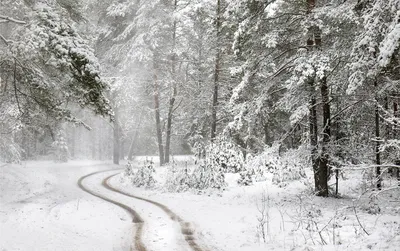 Самый красивый зимний лес в мире | SIBEXPEDITIONS | Научно-приключенческий  туризм