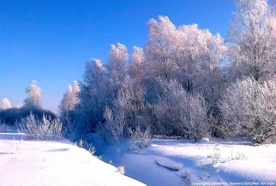 Картина Зимний лес. Размеры: 70x50, Год: 2021, Цена: 25000 рублей Художник  Осадчук Наталия