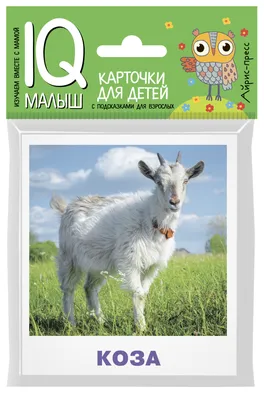 Обучающие карточки для малышей для мальчиков для девочек купить по цене 69  ₽ в интернет-магазине KazanExpress