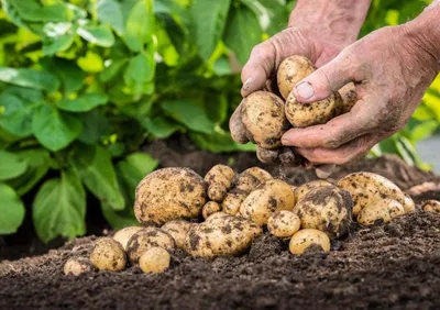 Найпопулярніші в Україні сорти картоплі | ІАС "Аграрії разом"