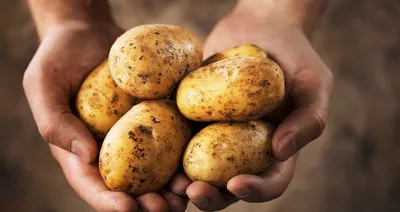 Хвороби картоплі при зберіганні