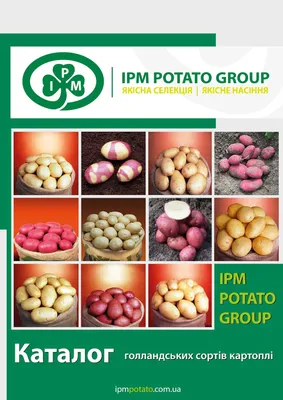 Calaméo - Каталог голландських сортів картоплі від компанії IPM Potato